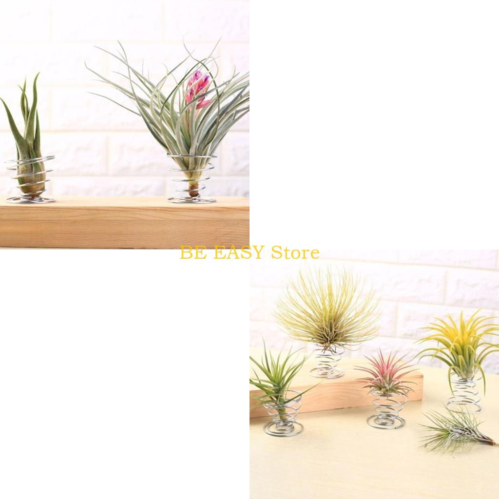 Air Plant Tillandsia - E28F – lot 20 plantes tropicales