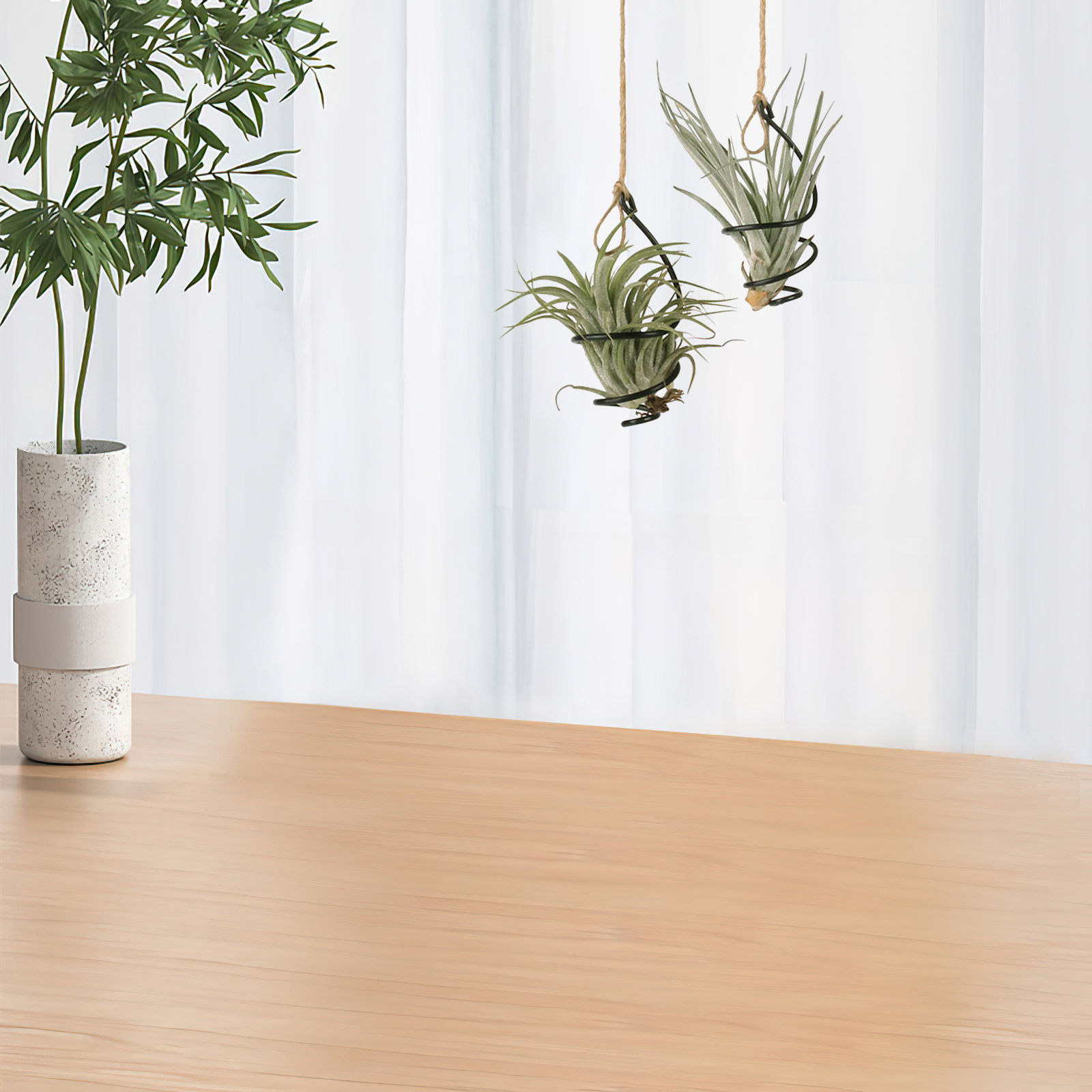 Air Plant Tillandsia - 12 supports pour plantes aériennes en