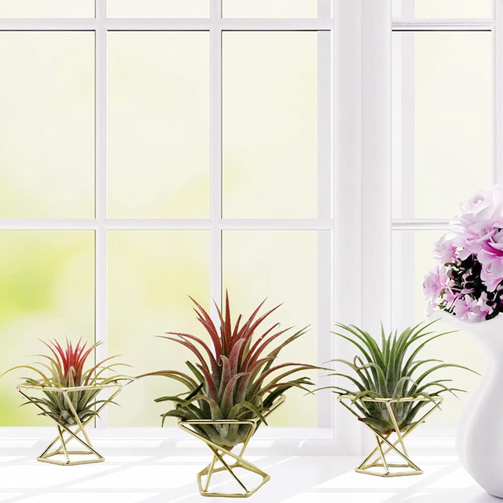 SYW-8 Pièces Support Géométriq - Air Plant Tillandsia avis et prix