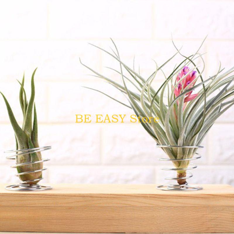 E28F – lot 20 plantes tropical - Air Plant Tillandsia avis et prix