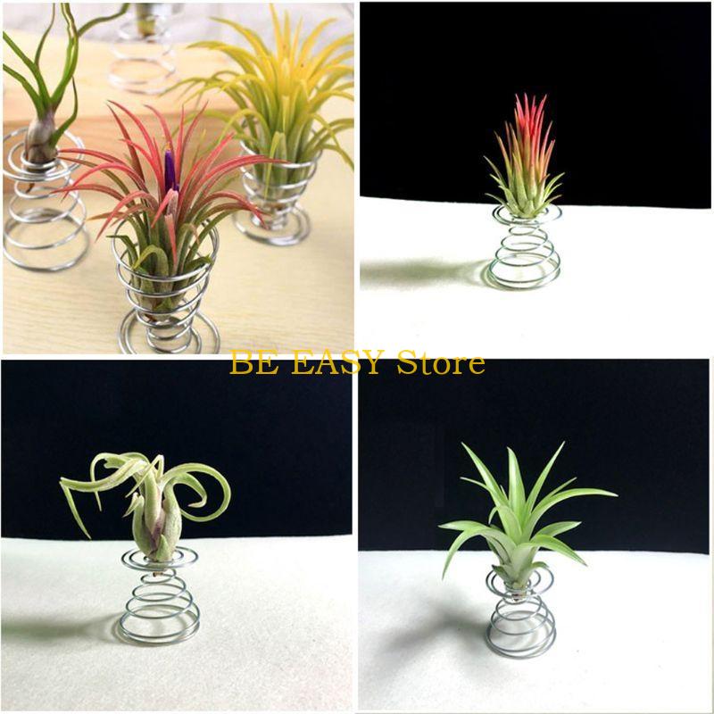 E28F – lot 20 plantes tropical - Air Plant Tillandsia avis et prix