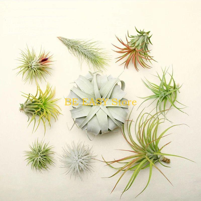 E28F – lot 20 plantes tropical - Air Plant Tillandsia avis et prix