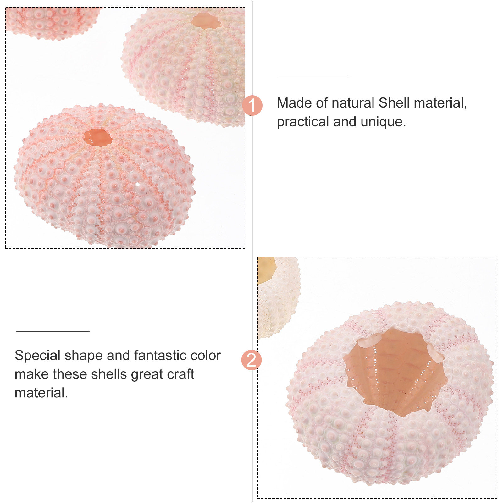 6 coquilles d'ormeaux marins n - Air Plant Tillandsia avis et prix