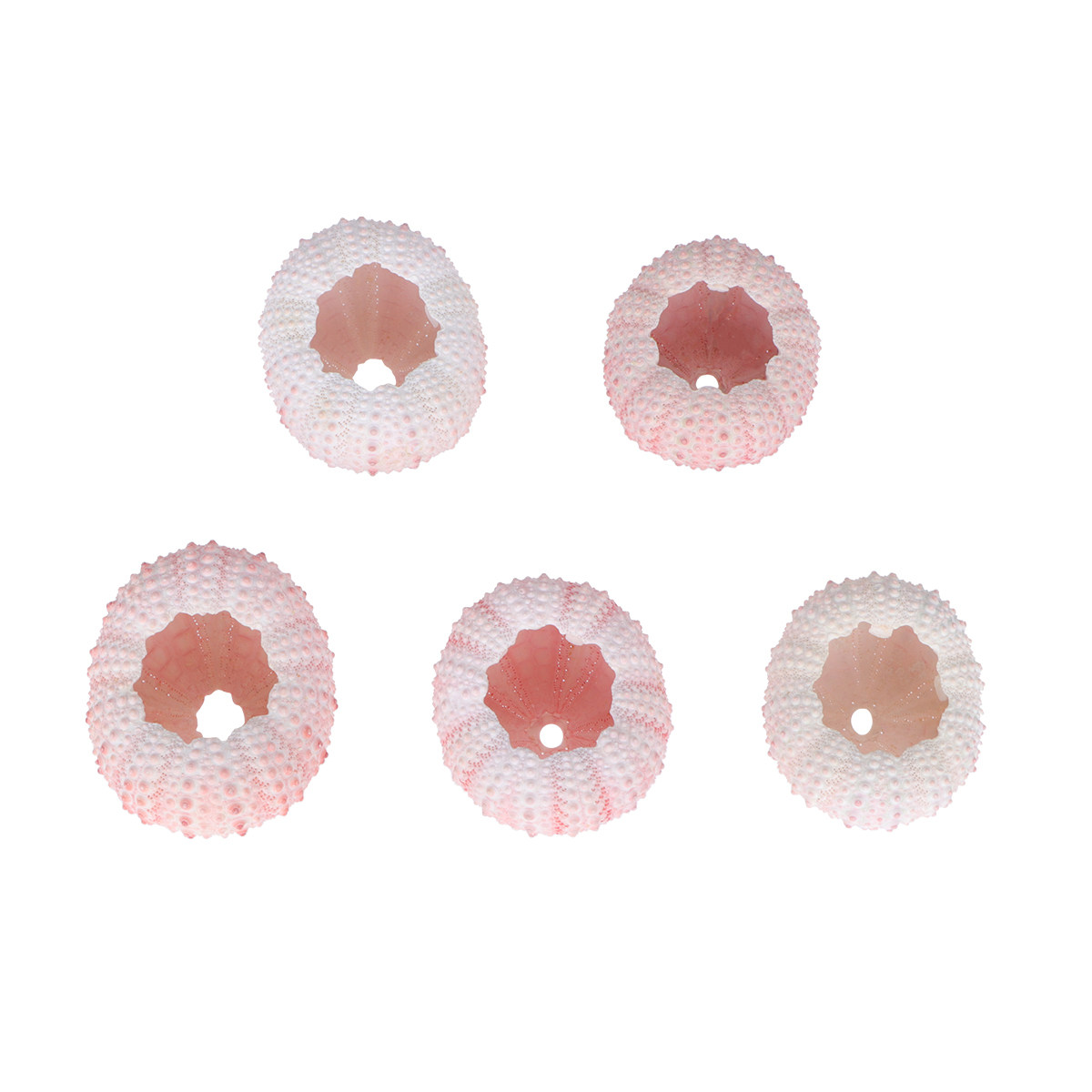 6 coquilles d'ormeaux marins n - Air Plant Tillandsia avis et prix