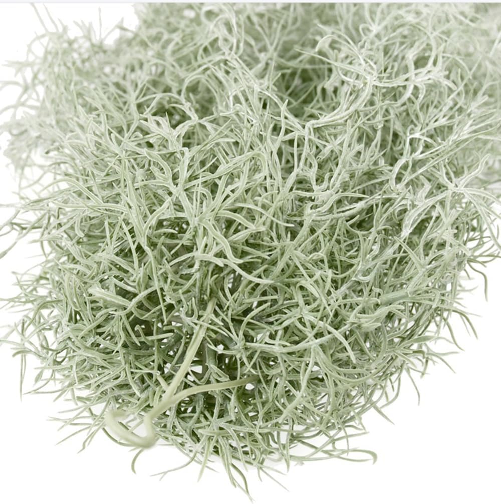 Plantes à Air artificielles fl - Air Plant Tillandsia avis et prix