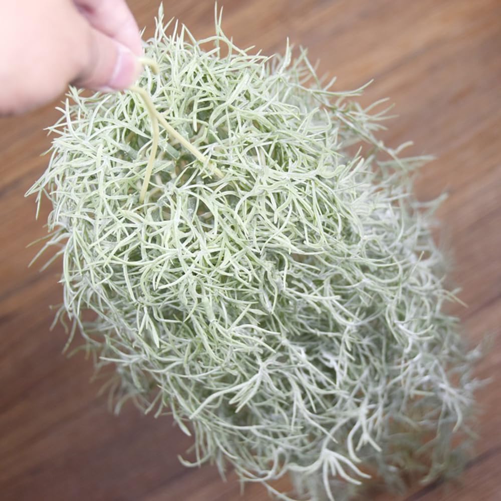 Plantes à Air artificielles fl - Air Plant Tillandsia avis et prix