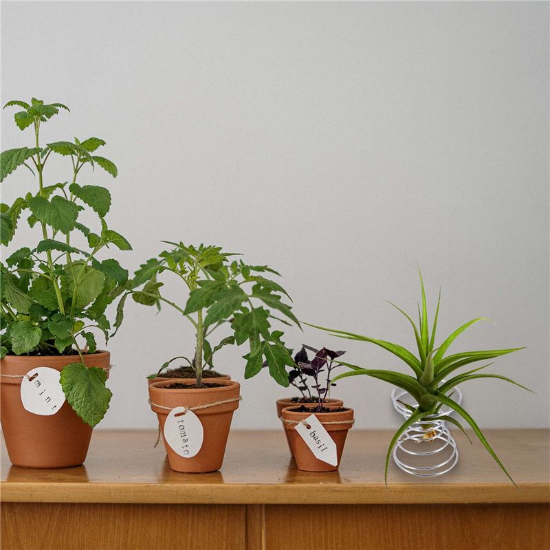 Meilleures ventes - Lot de 6 s - Air Plant Tillandsia avis et prix