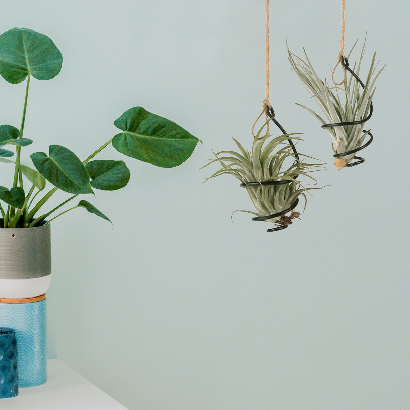 30 pièces de supports métalliq - Air Plant Tillandsia avis et prix