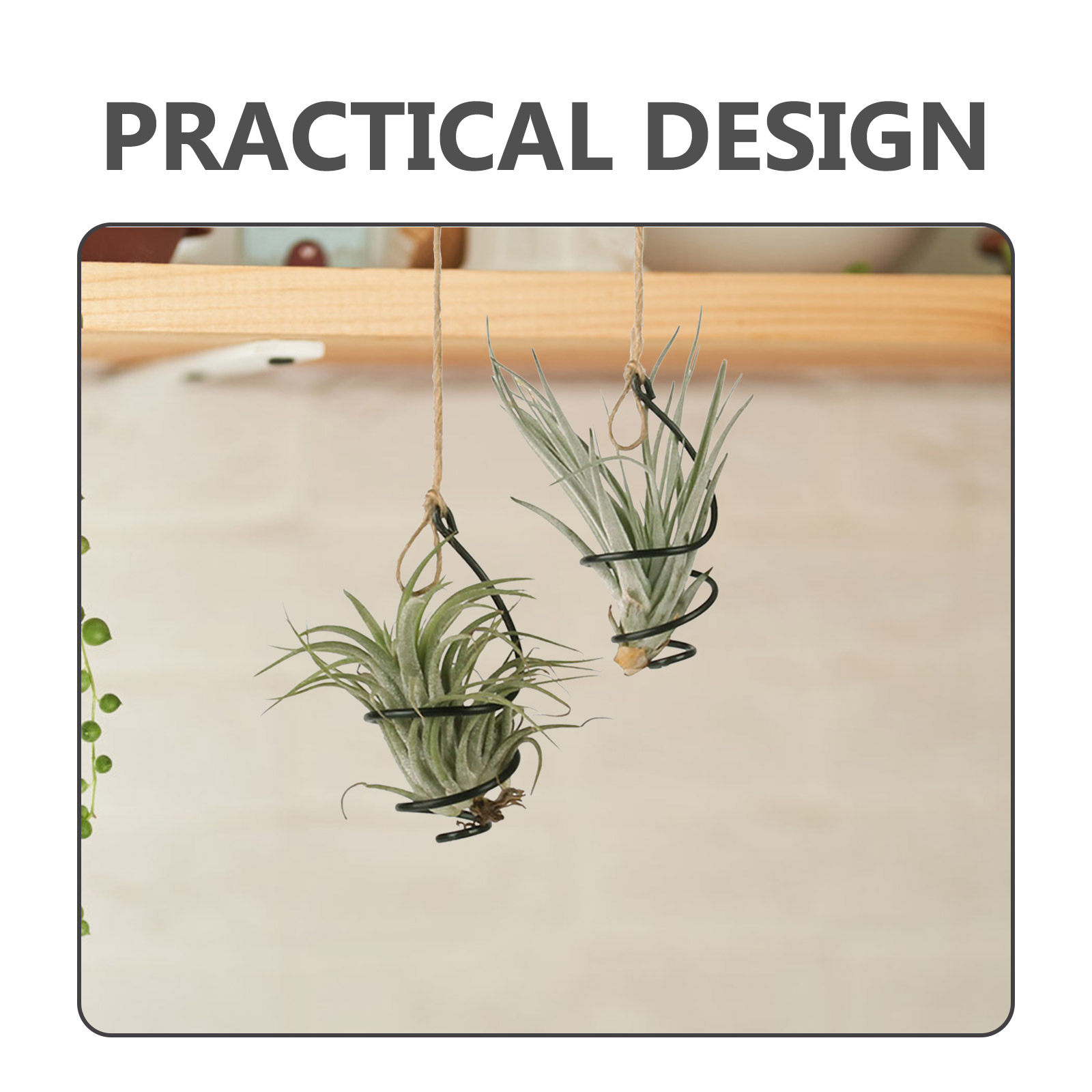 12 supports suspendus pour pla - Air Plant Tillandsia avis et prix