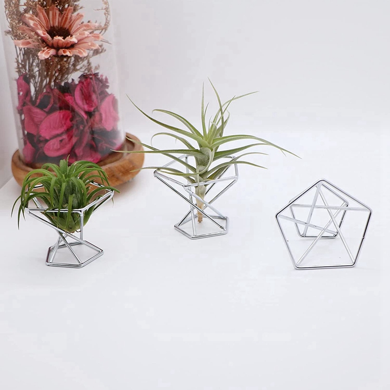 Lot de 5 supports pour plantes - Air Plant Tillandsia avis et prix