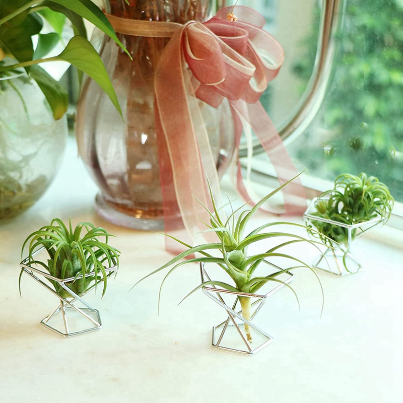 Lot de 5 supports pour plantes - Air Plant Tillandsia avis et prix
