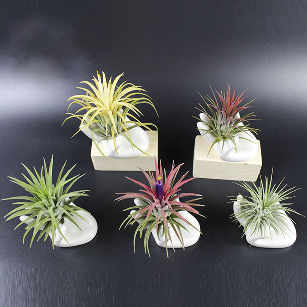 8 pièces Supports en céramique - Air Plant Tillandsia avis et prix