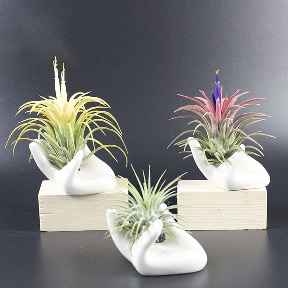 8 pièces Supports en céramique - Air Plant Tillandsia avis et prix