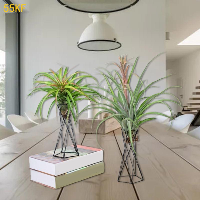 55KF Nordic Air Plant Solder M - Air Plant Tillandsia avis et prix