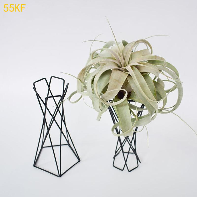 55KF Nordic Air Plant Solder M - Air Plant Tillandsia avis et prix