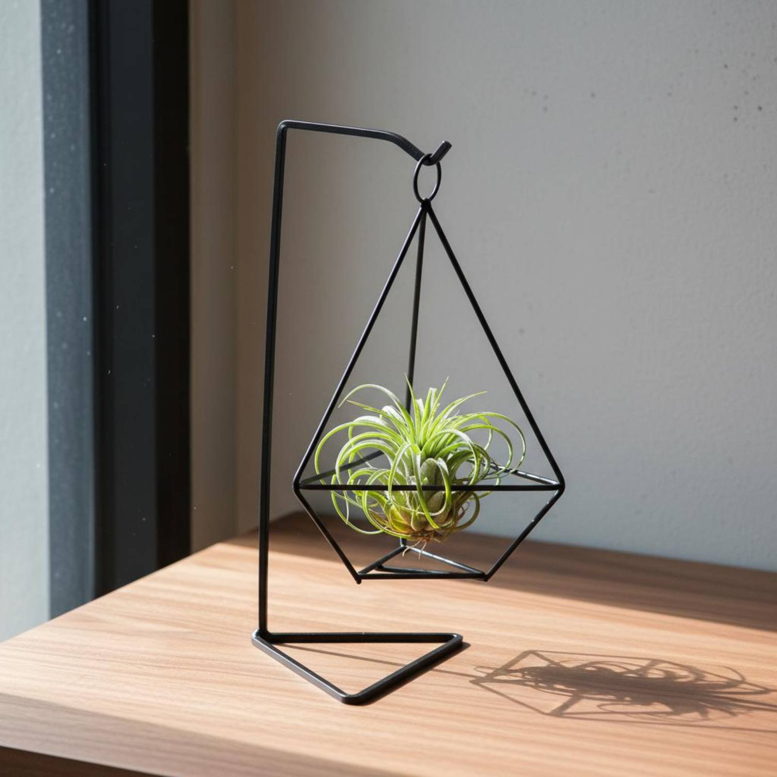 Support géométrique pour plant - Air Plant Tillandsia avis et prix