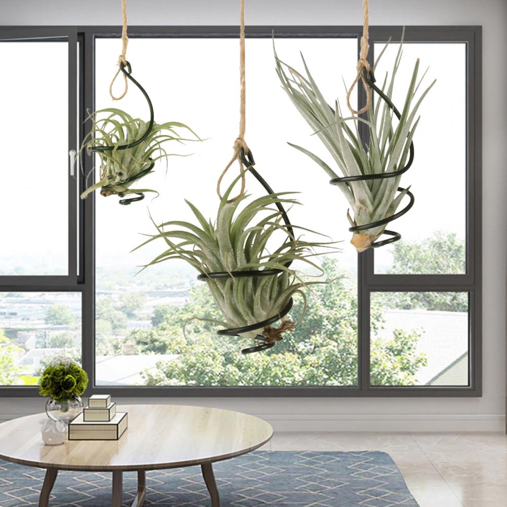 Supports de plantes en métal,  - Air Plant Tillandsia avis et prix